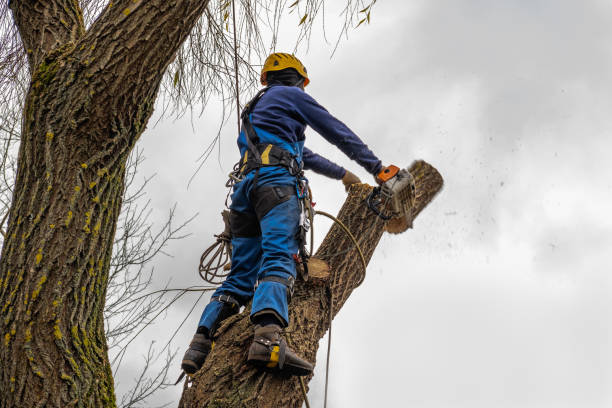 Hobart, IN Tree Removal Company
