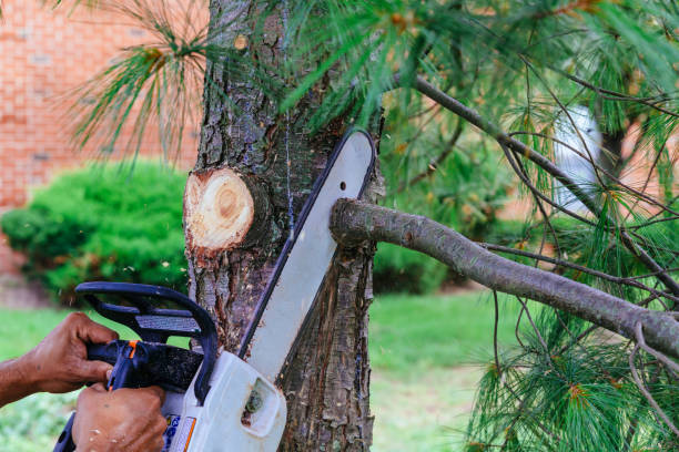 Reliable Hobart, IN Tree Removal Solutions